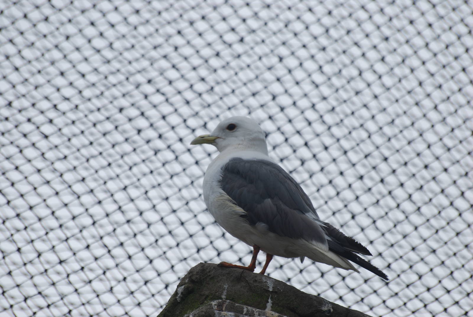 Red-legged kittiwake