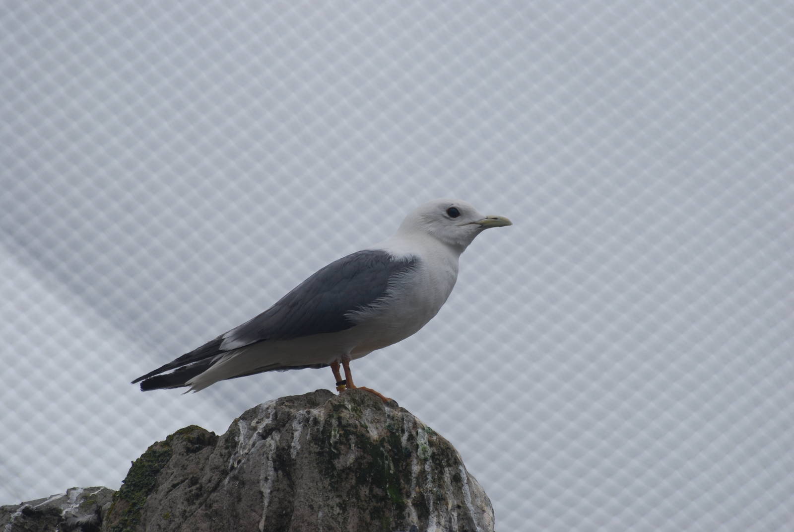 Red-legged kittiwake