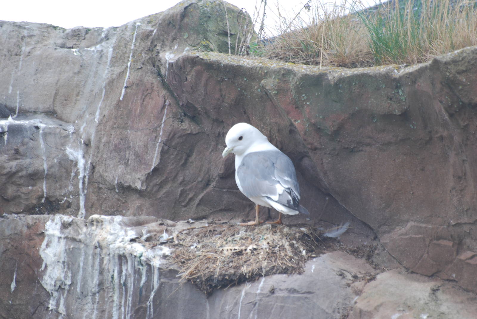 Red-legged kittiwake