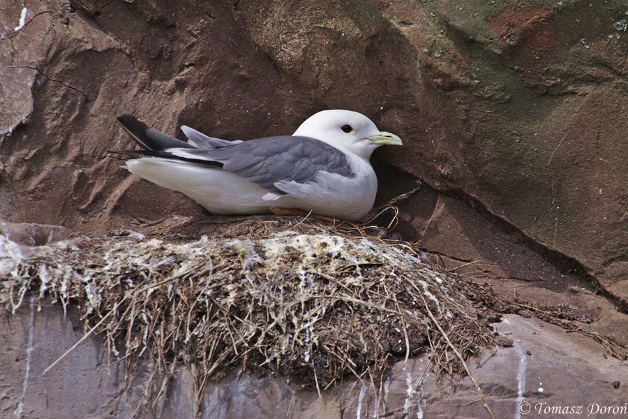 Red-legged Kittiwake