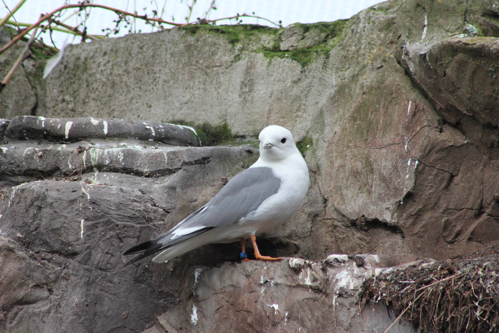 Red-legged kittiwake