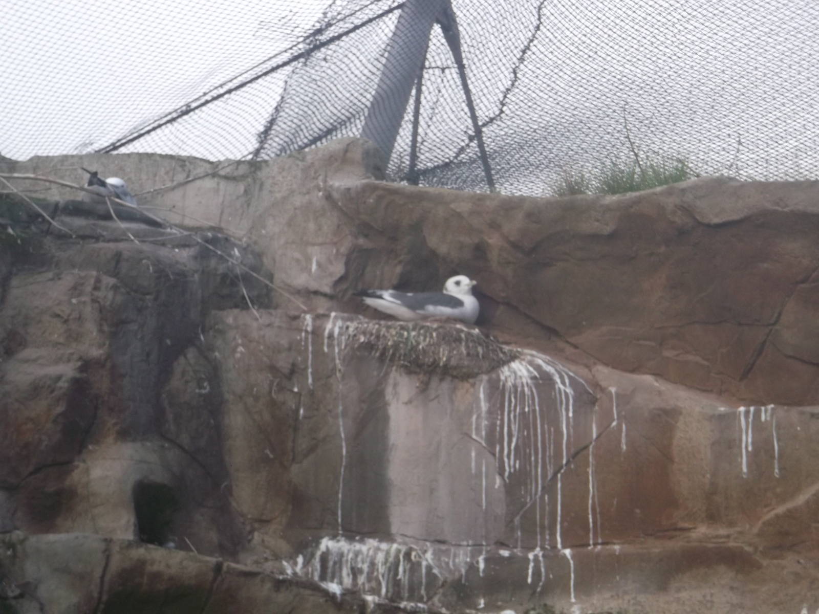 Red-legged Kittiwake
