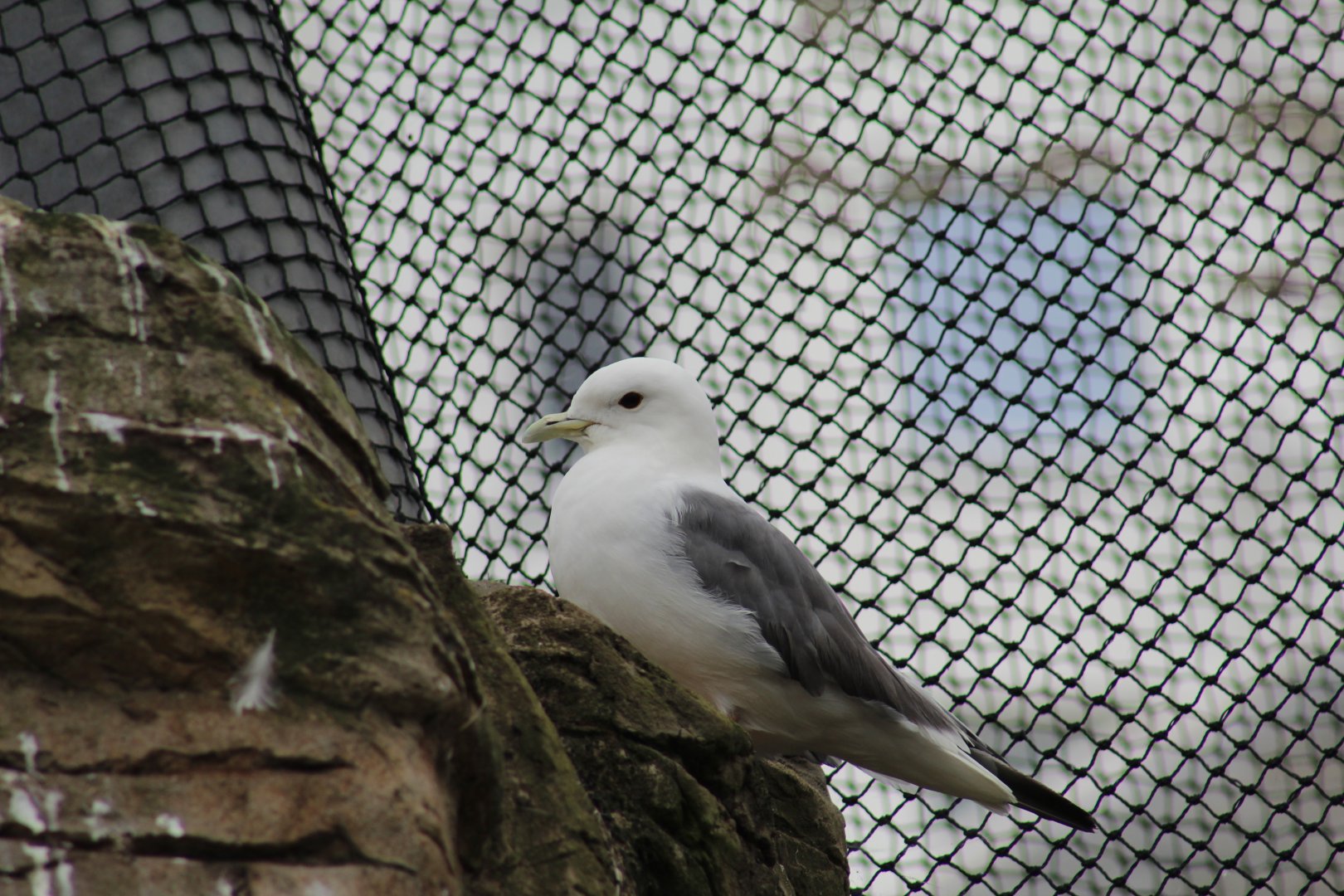 Red-Legged Kittiwake
