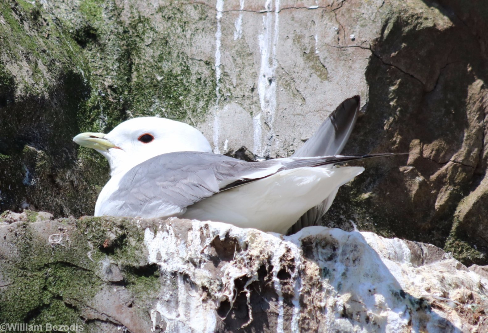 Red-legged Kittiwake
