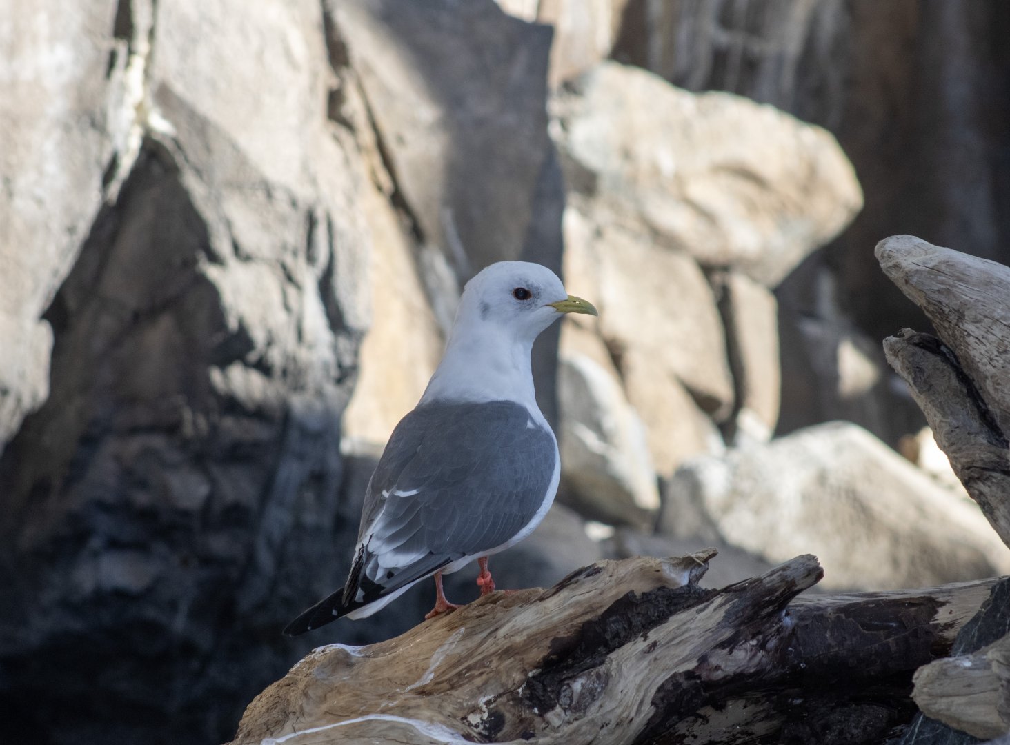 Red-legged Kittiwake