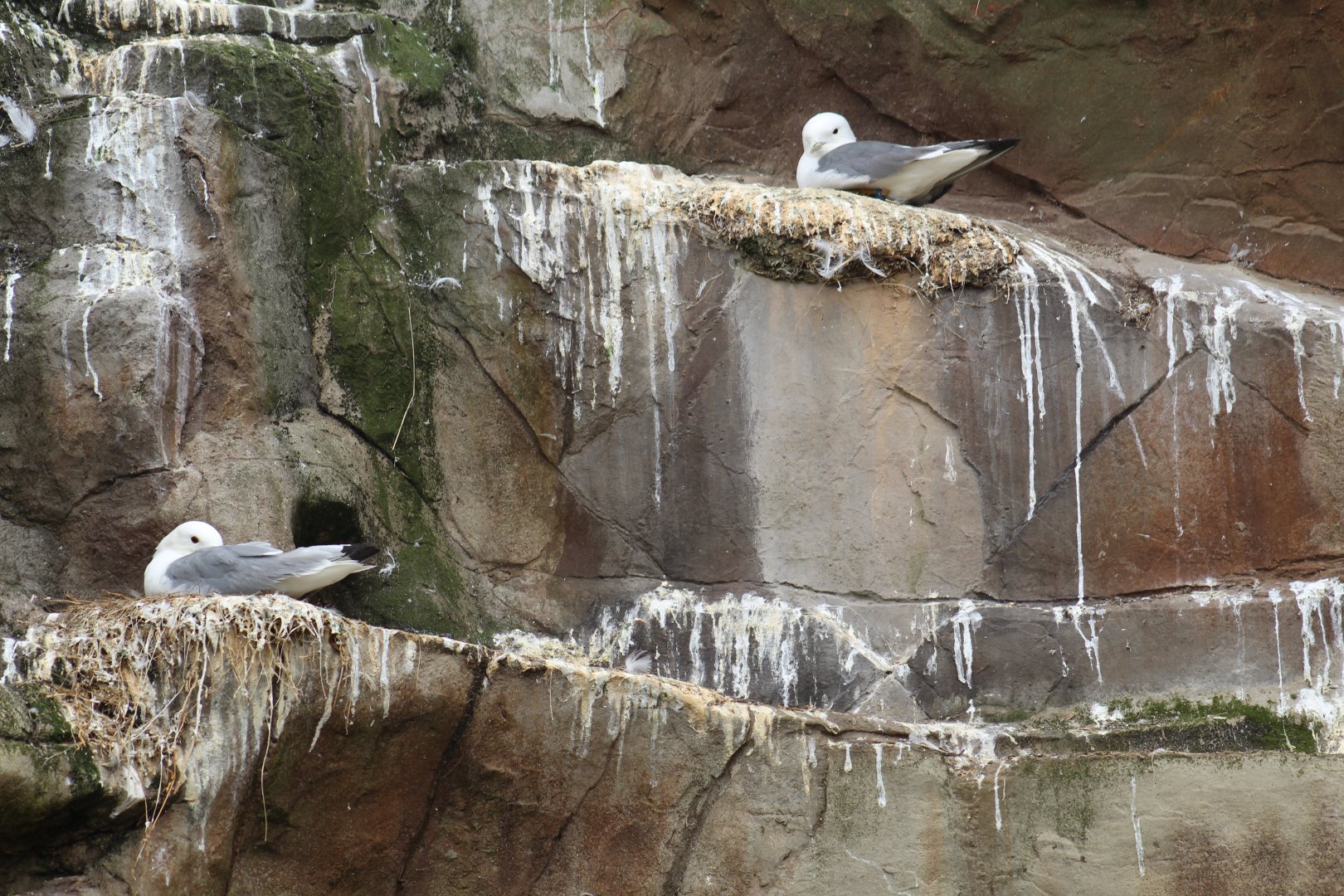 Red-Legged Kittiwakes