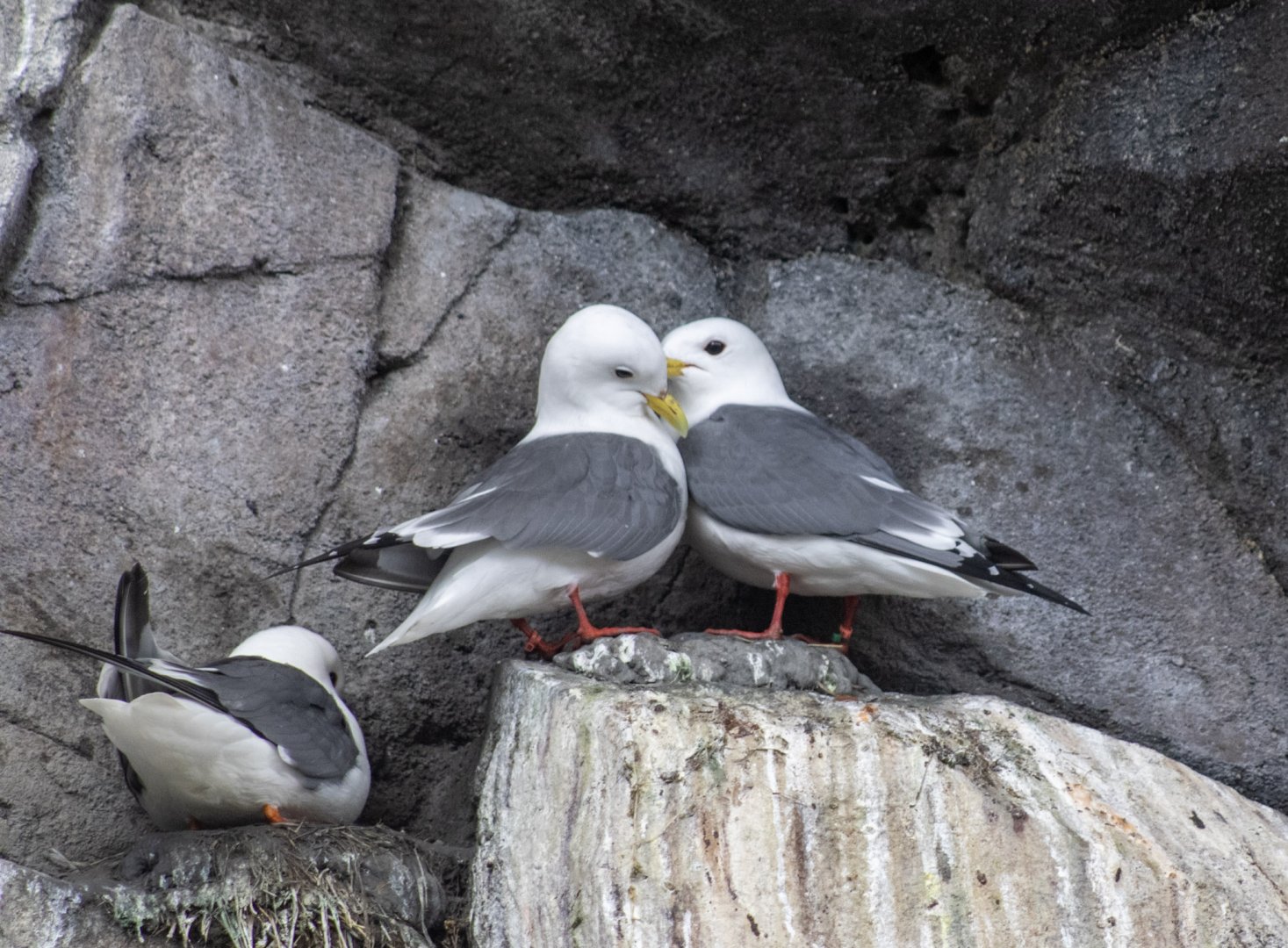 Red-legged Kittiwakes