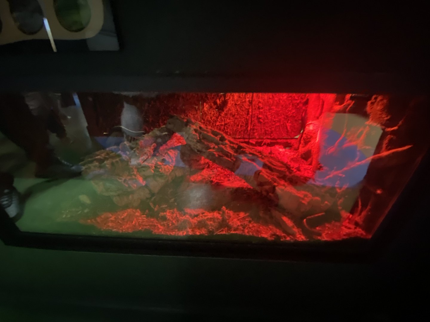 Red-legged millipede exhibit