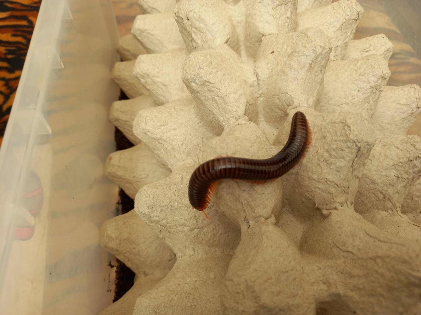 Red-legged Millipede