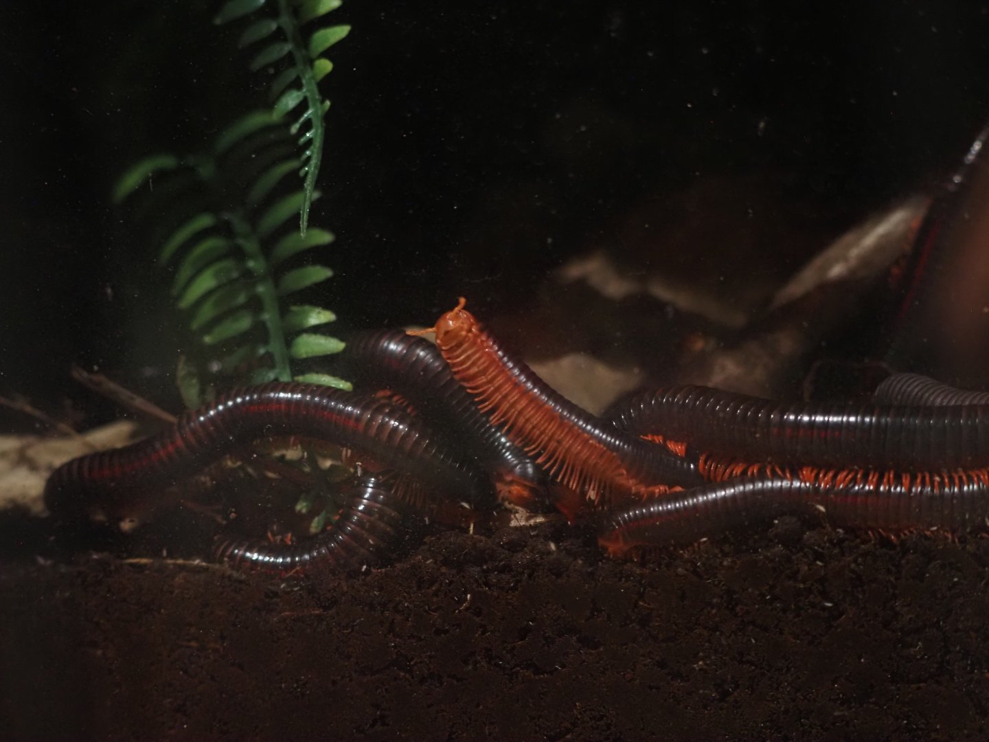 Red-Legged Millipede