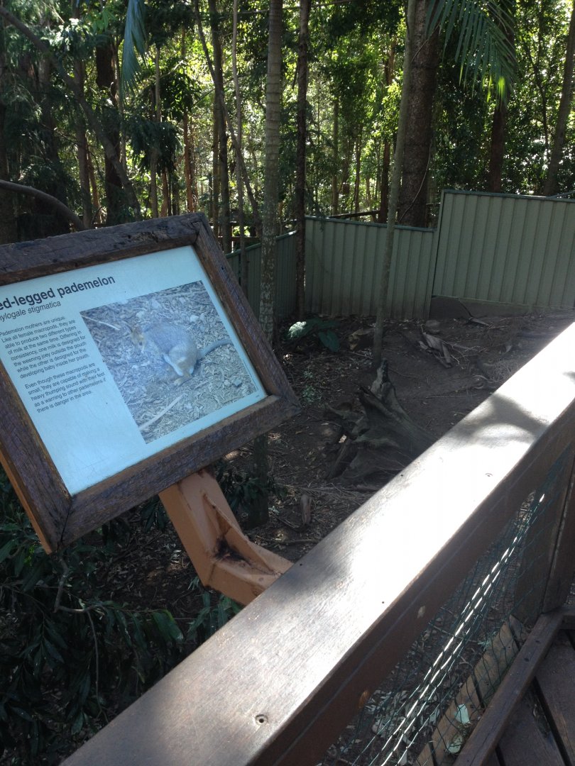 Red-legged pademelon enclosure