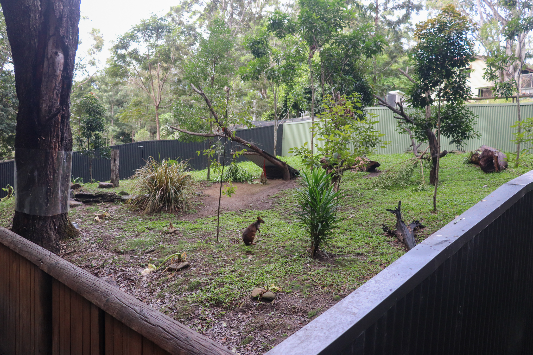 Red-legged Pademelon Enclosure