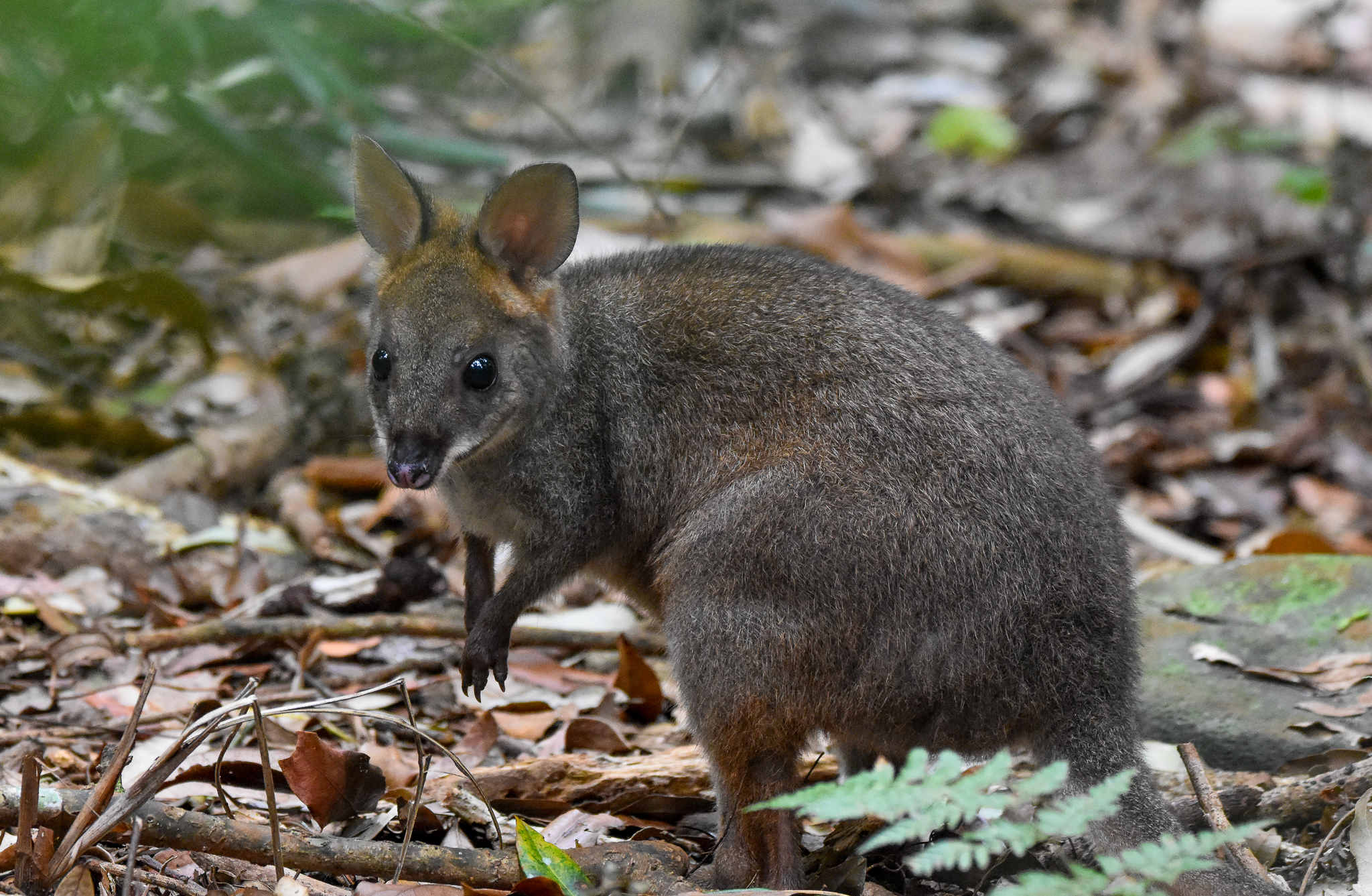 Red-legged Pademelon joey