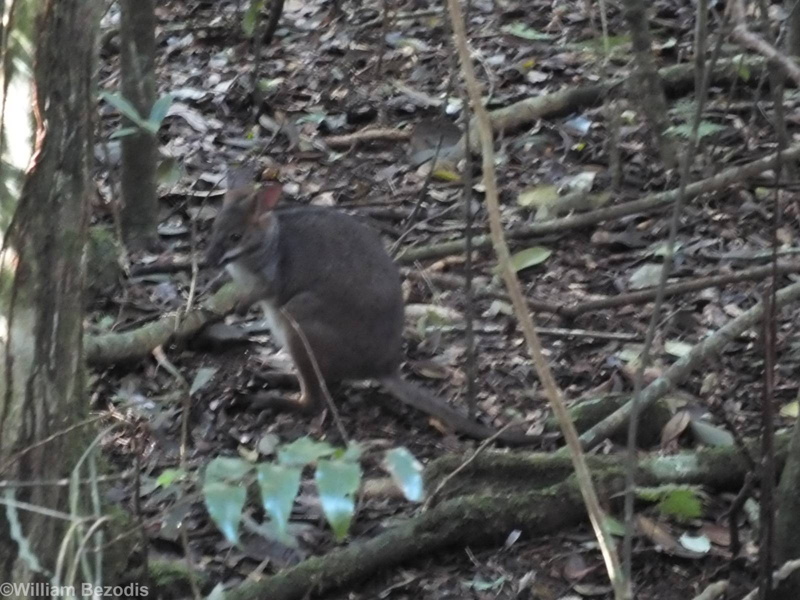Red-legged Pademelon - Lamington National Park