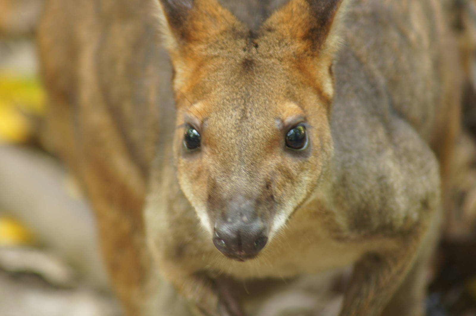 Red-legged pademelon portrait