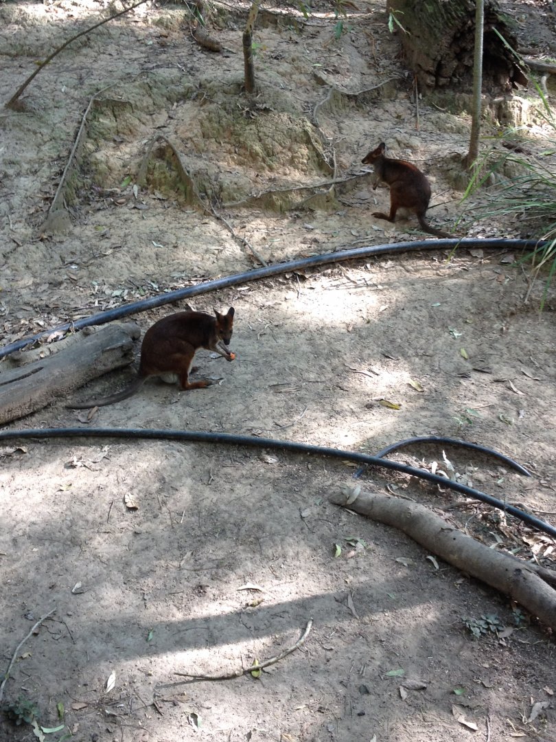 Red-legged Pademelon (Thylogale stigmatica)