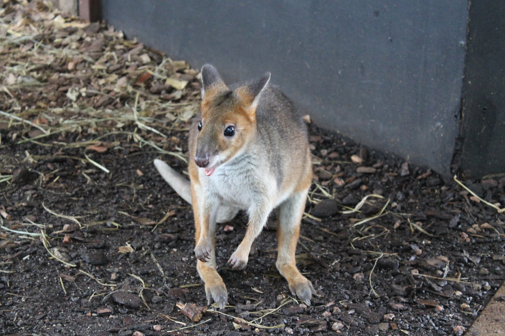 Red-legged Pademelon (Thylogale stigmatica)