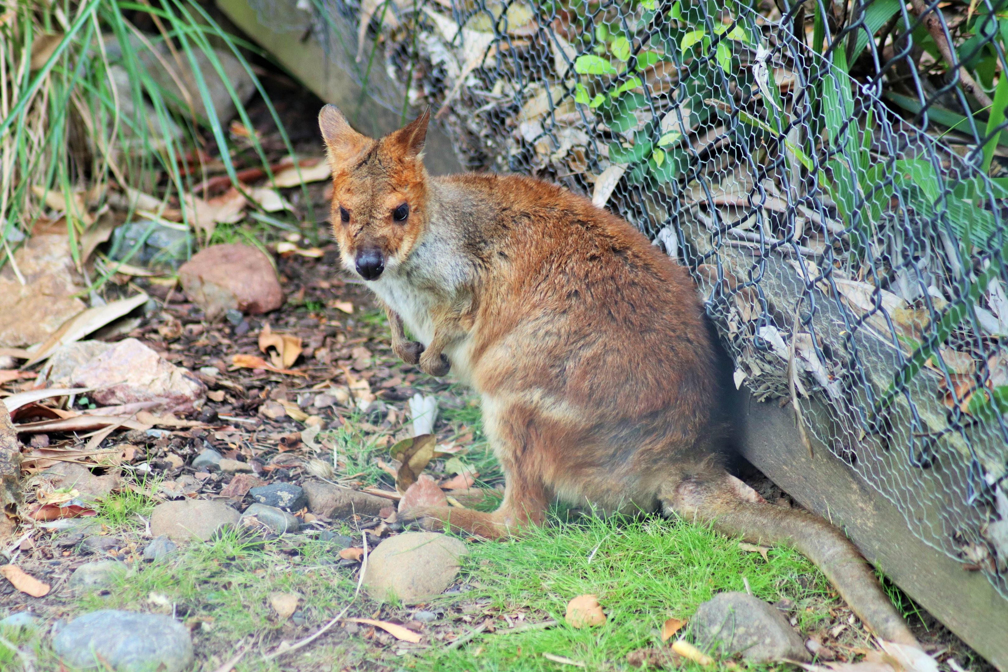 Red-legged Pademelon (Thylogale stigmatica)