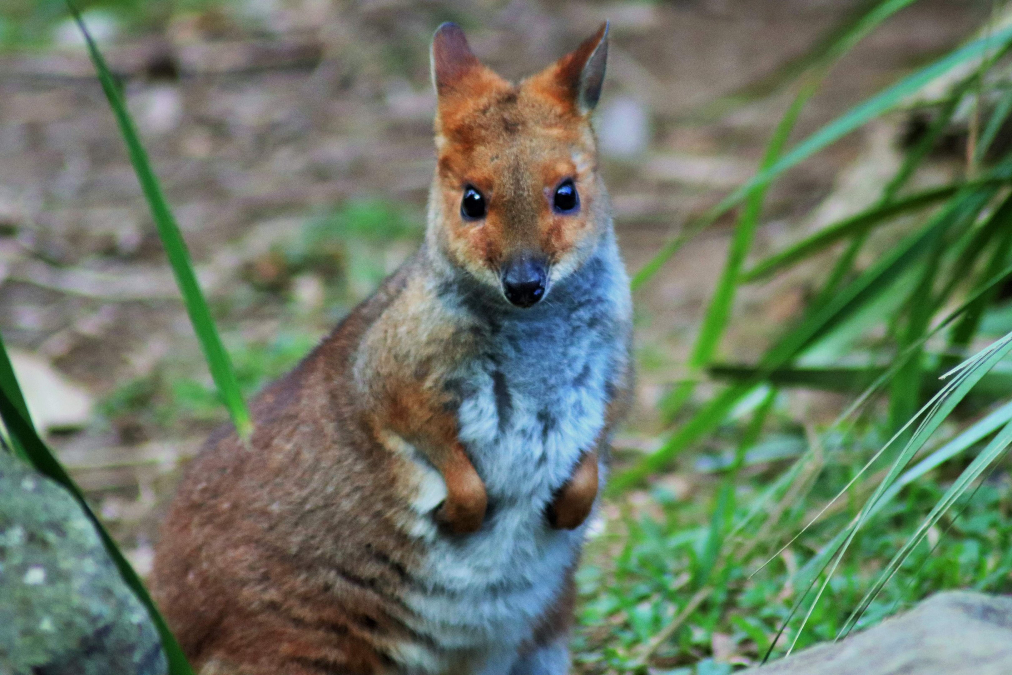 Red-legged Pademelon (Thylogale stigmatica)