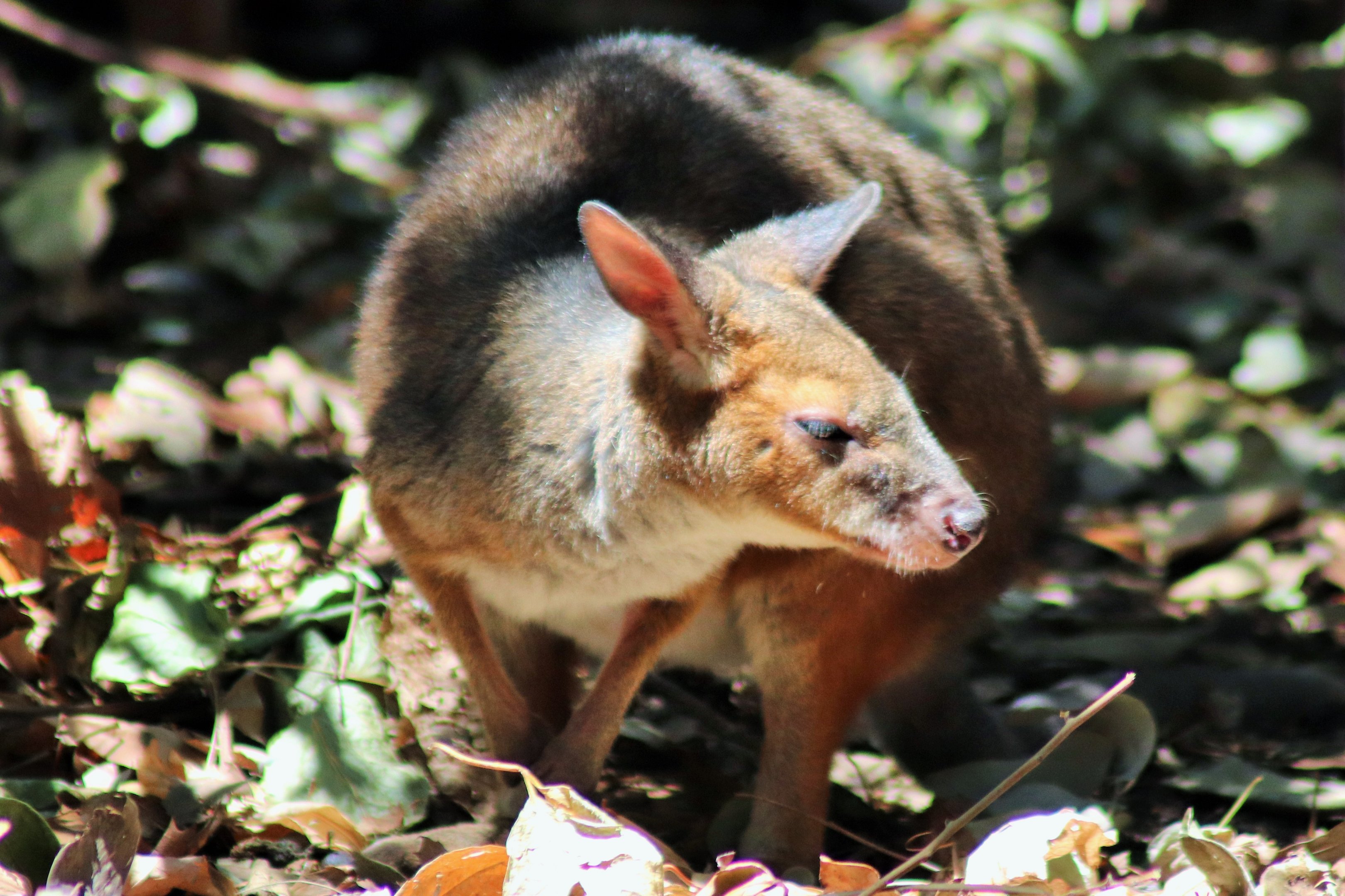 Red-legged Pademelon (Thylogale stigmatica)