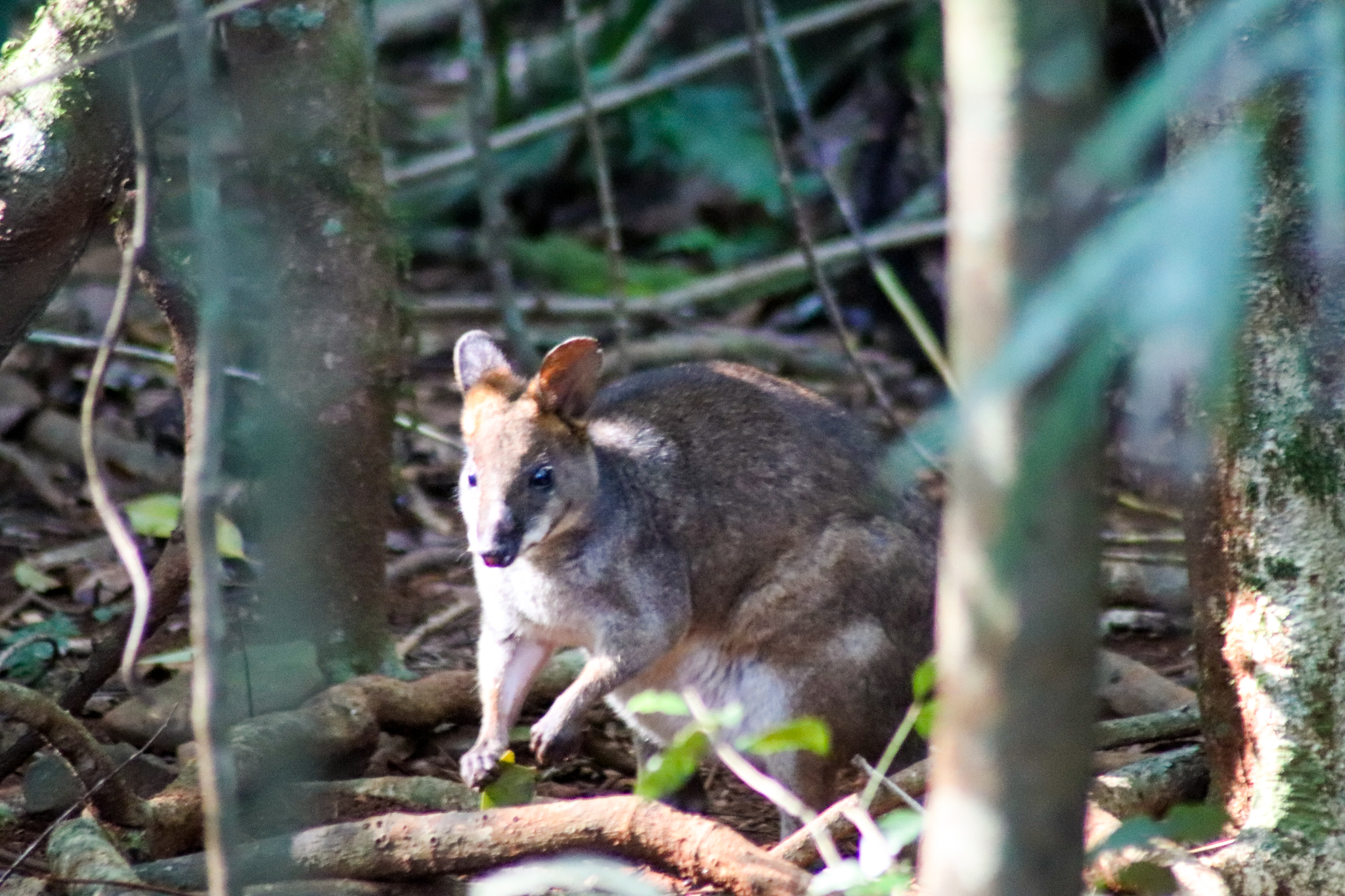 Red-legged Pademelon (Thylogale stigmatica)