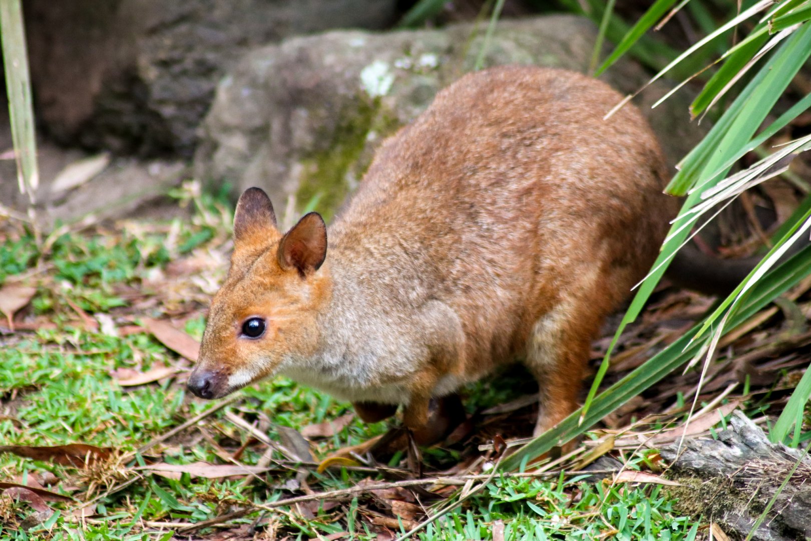 Red-legged Pademelon (Thylogale stigmatica)