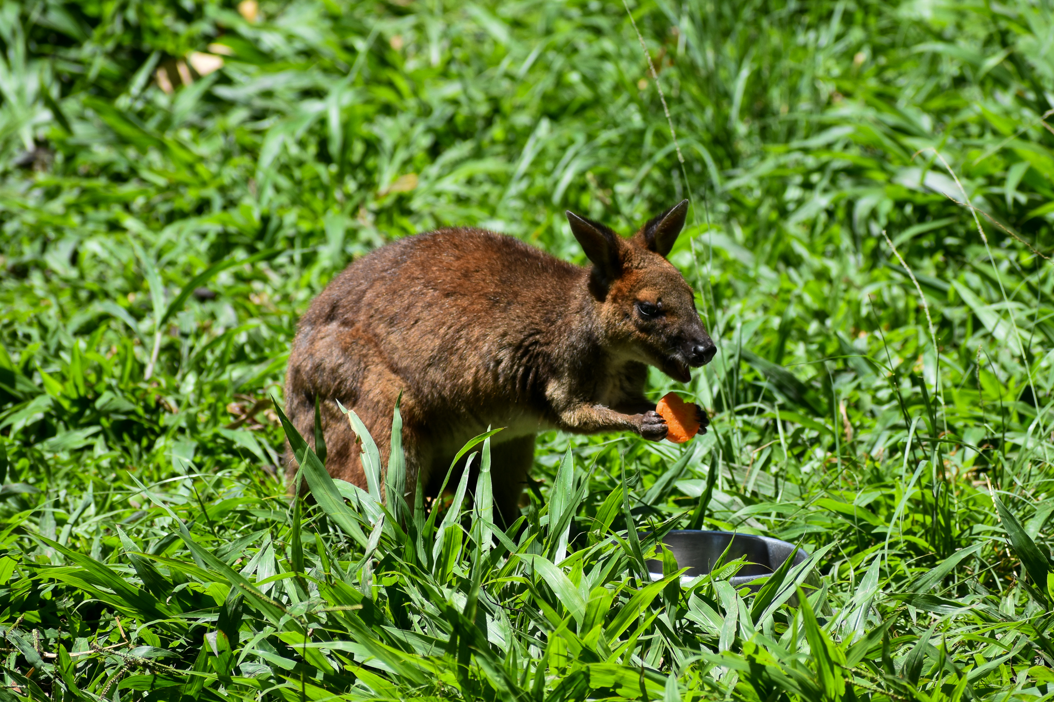 Red-legged Pademelon (Thylogale stigmatica)