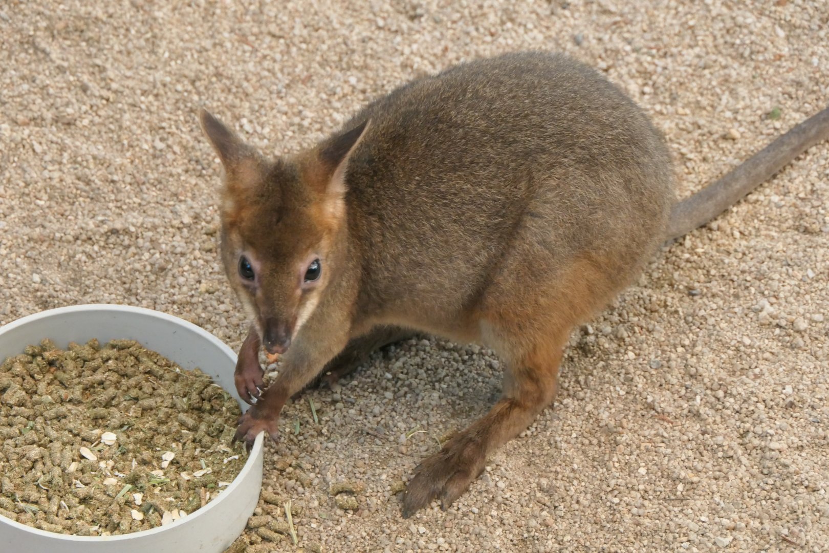 Red-legged Pademelon (Thylogale stigmatica)