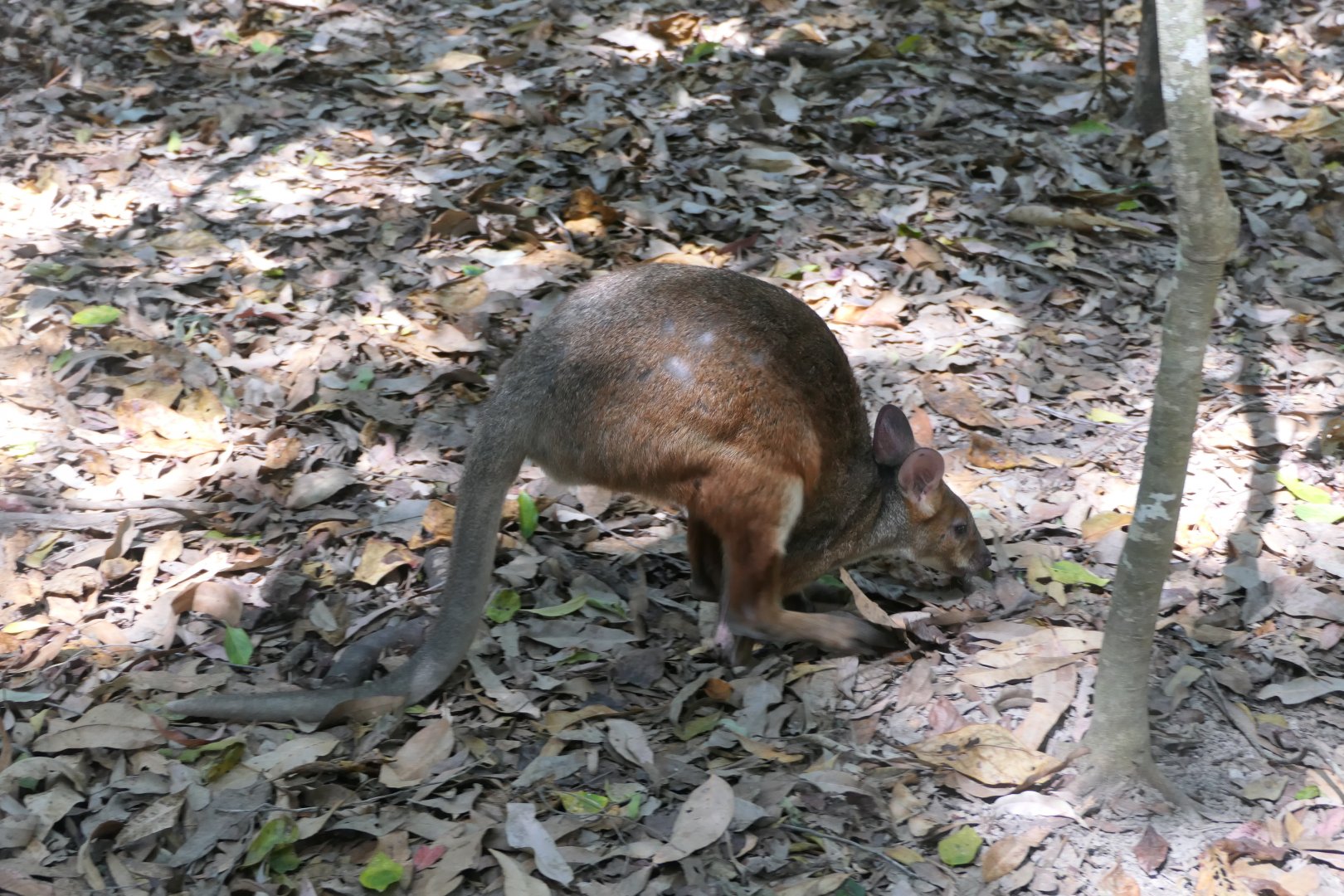 Red-legged Pademelon (Thylogale stigmatica)