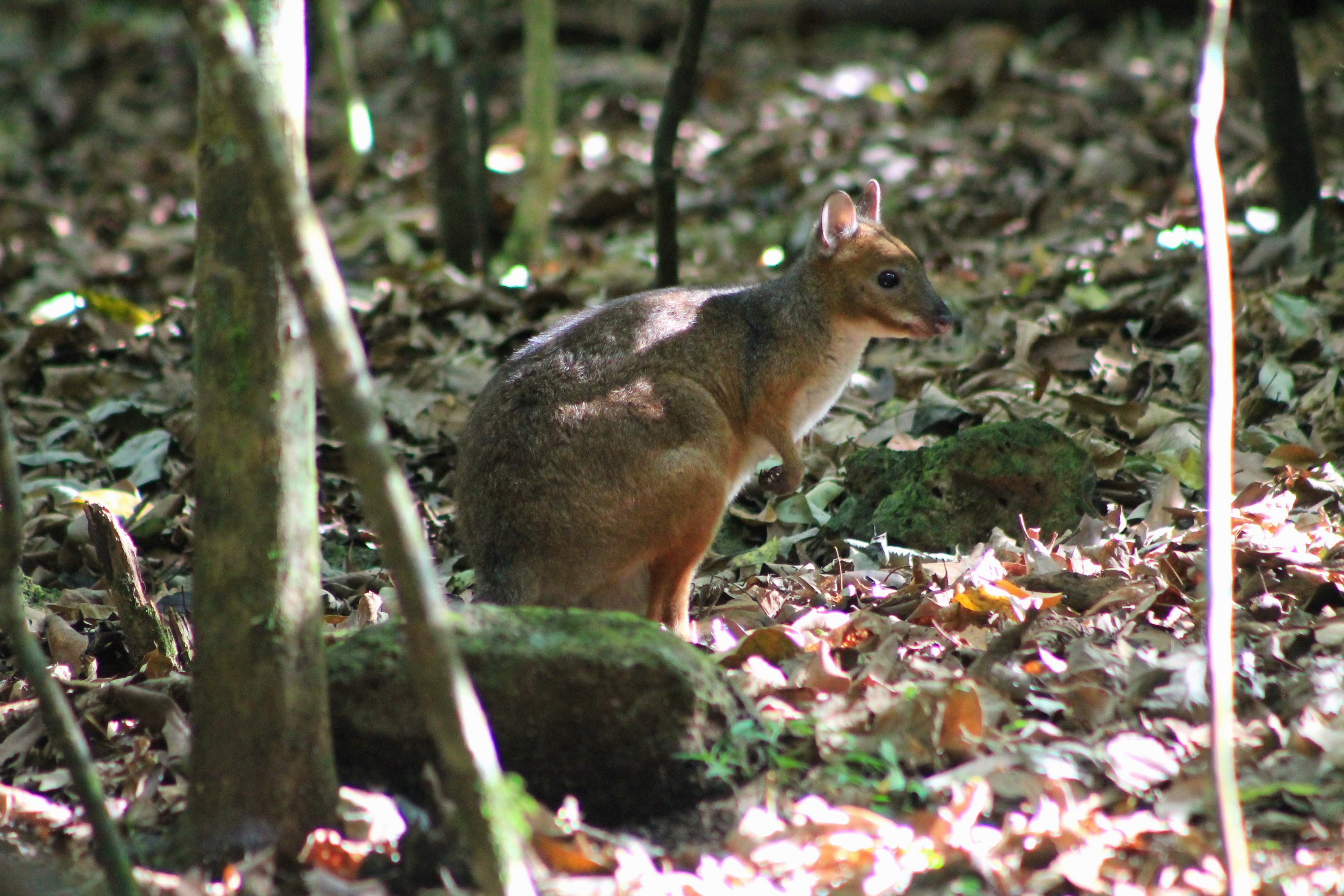 Red-legged Pademelon (Thylogale stigmatica)