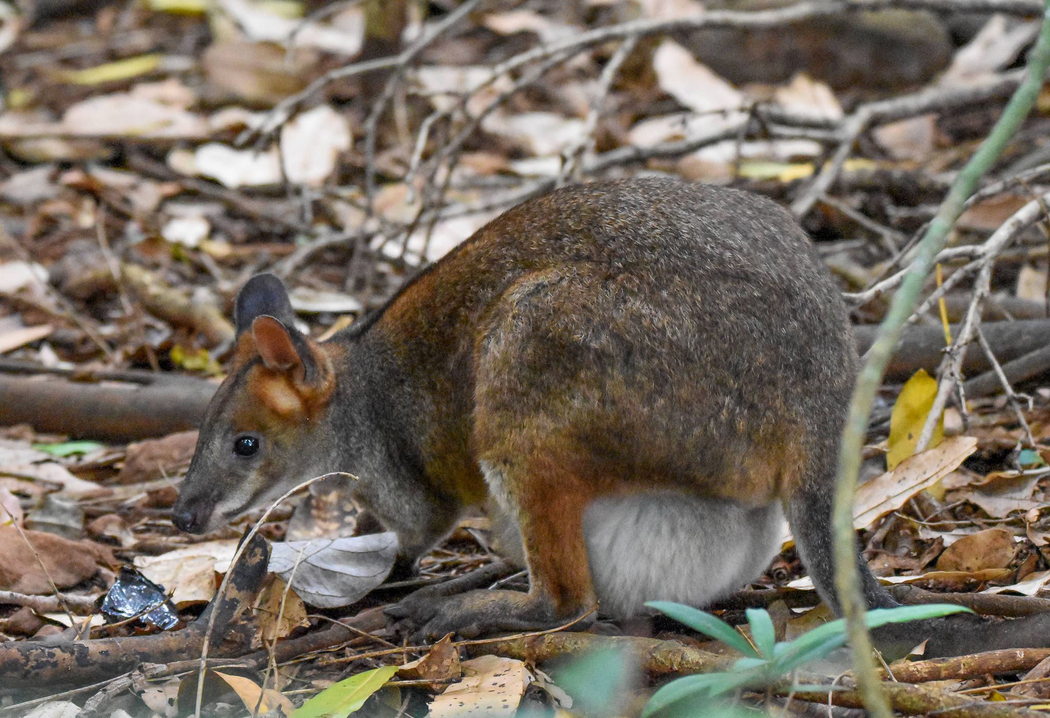 Red-legged Pademelon with pouch young