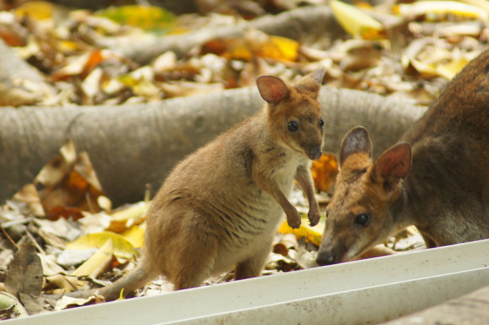 Red-legged pademelon youngster