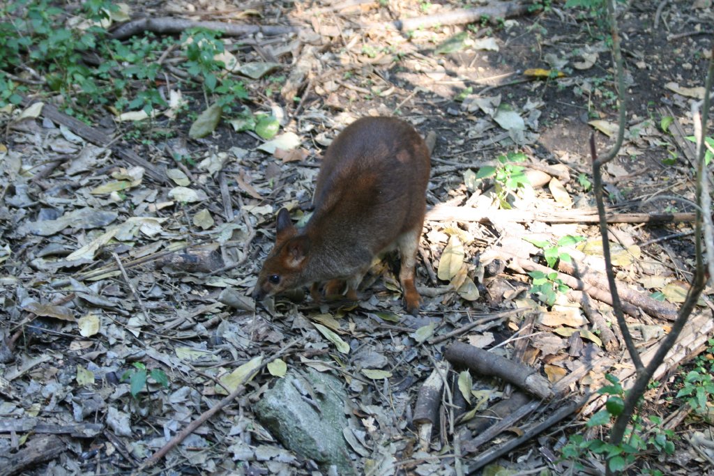 Red-legged Pademelon