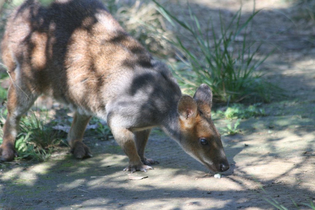 Red-legged Pademelon