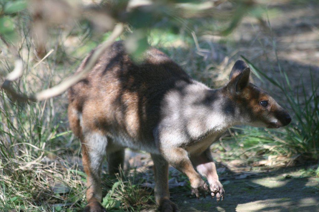 Red-legged Pademelon