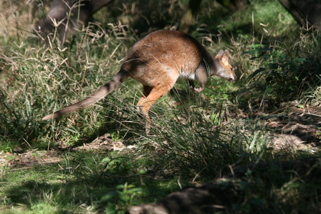 Red-legged Pademelon
