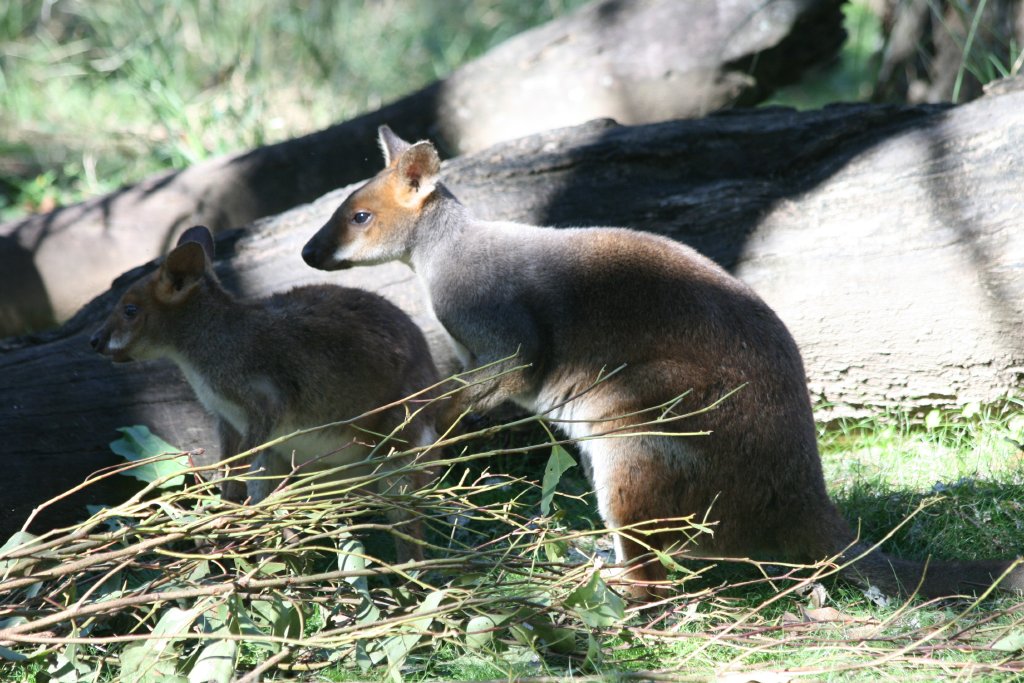 Red-legged Pademelon