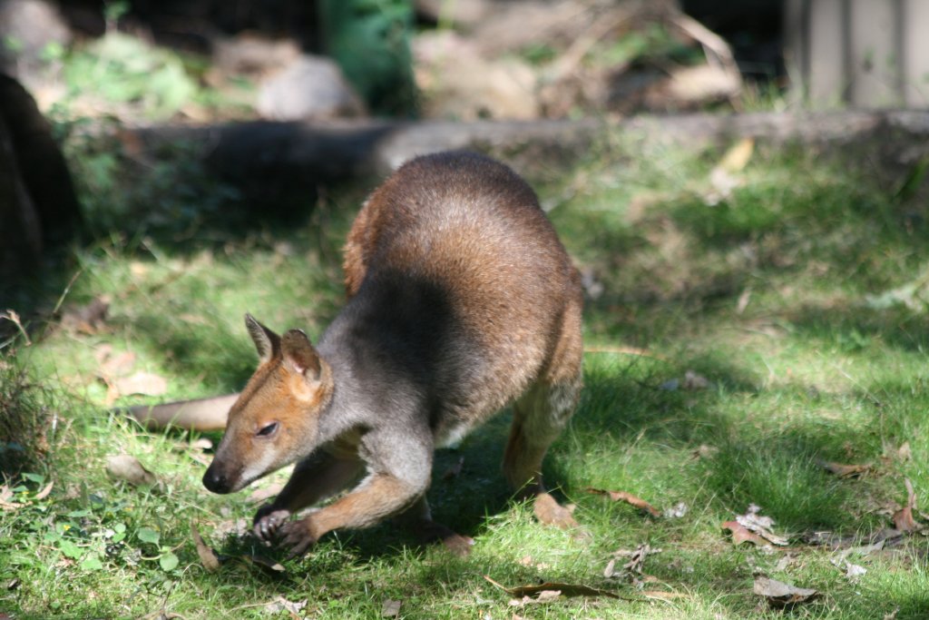 Red-legged Pademelon