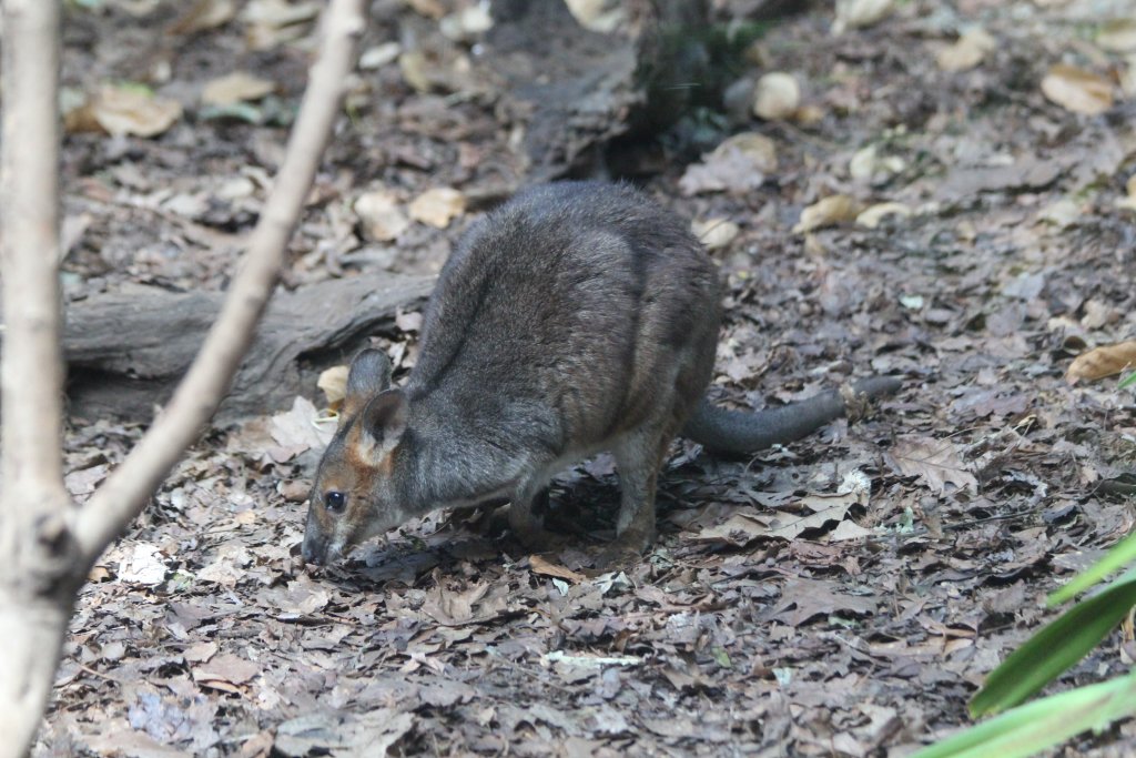 Red-legged Pademelon