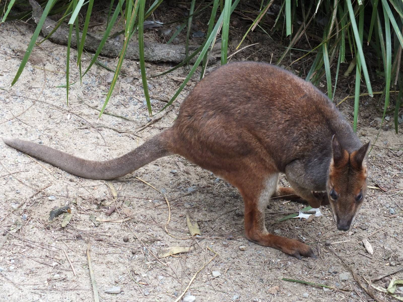 Red-legged Pademelon