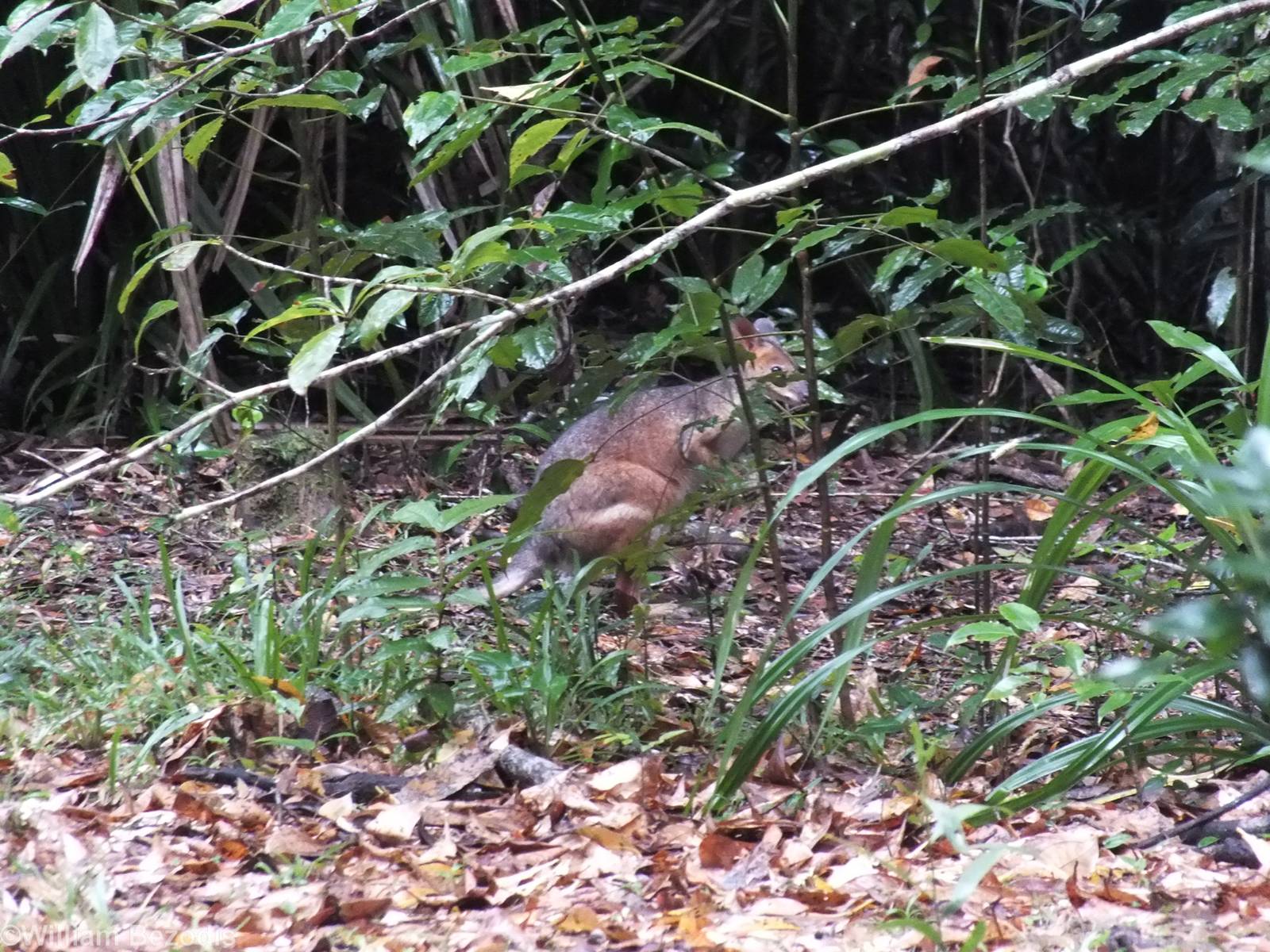 Red-legged Pademelon