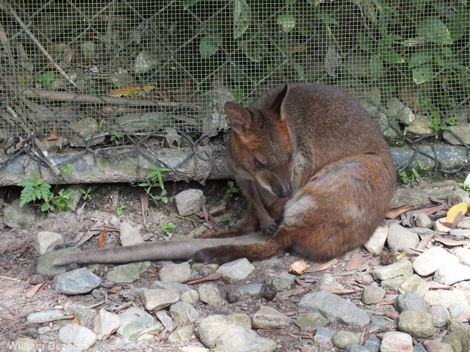 Red-legged Pademelon