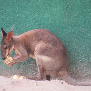 red-legged pademelon