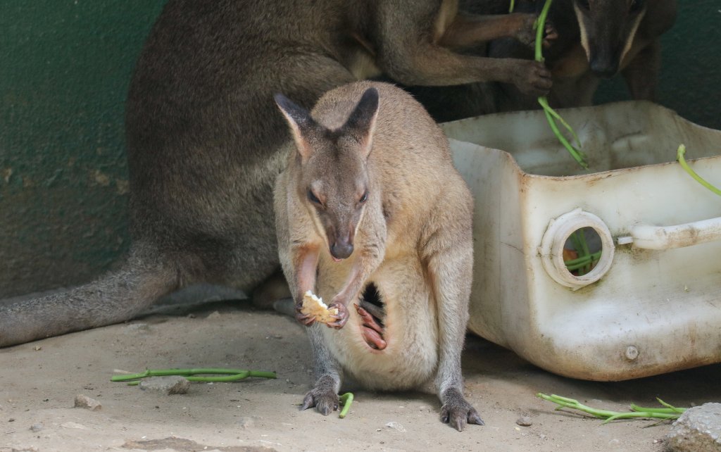 Red-legged Pademelon