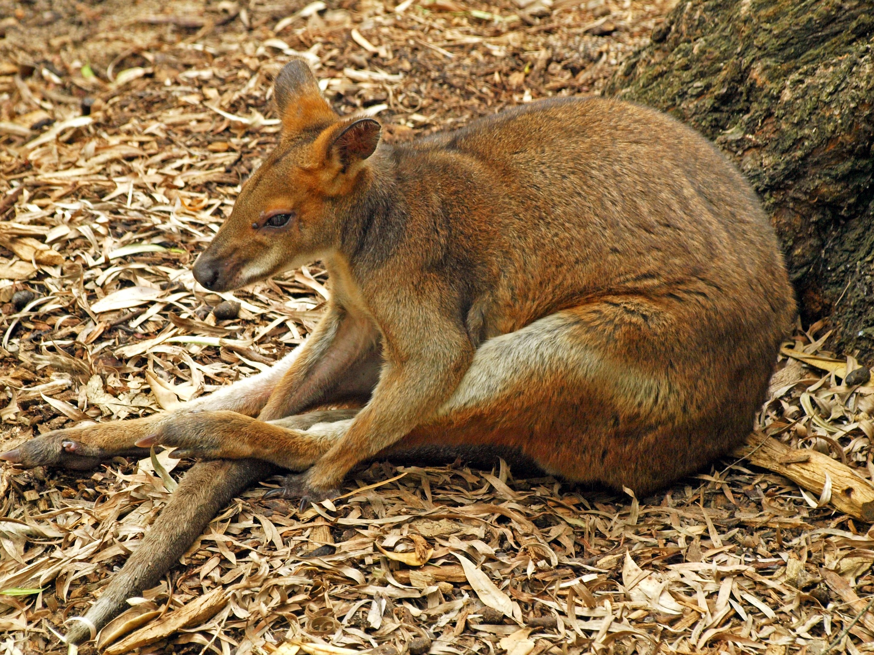 Red-legged pademelon