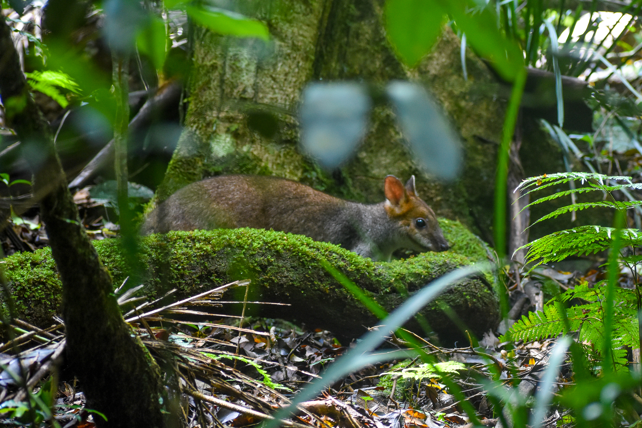 Red-legged Pademelon