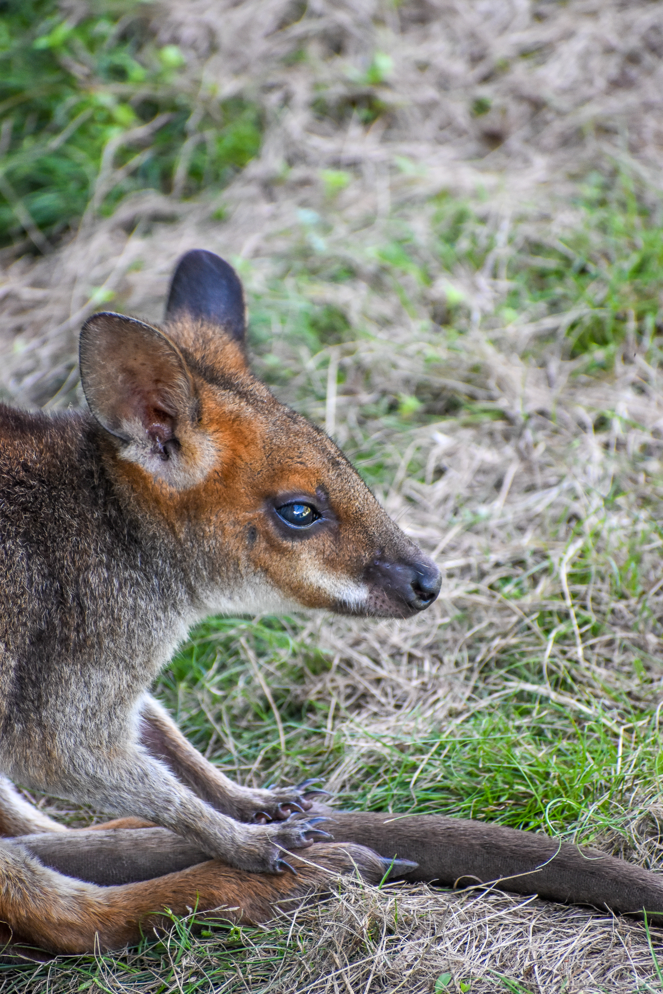 Red-legged Pademelon