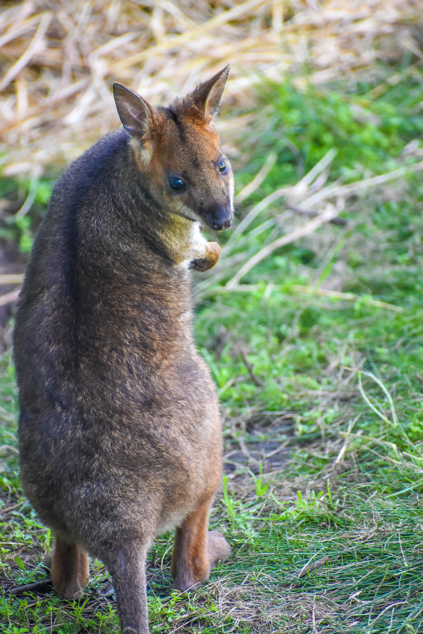 Red-legged Pademelon