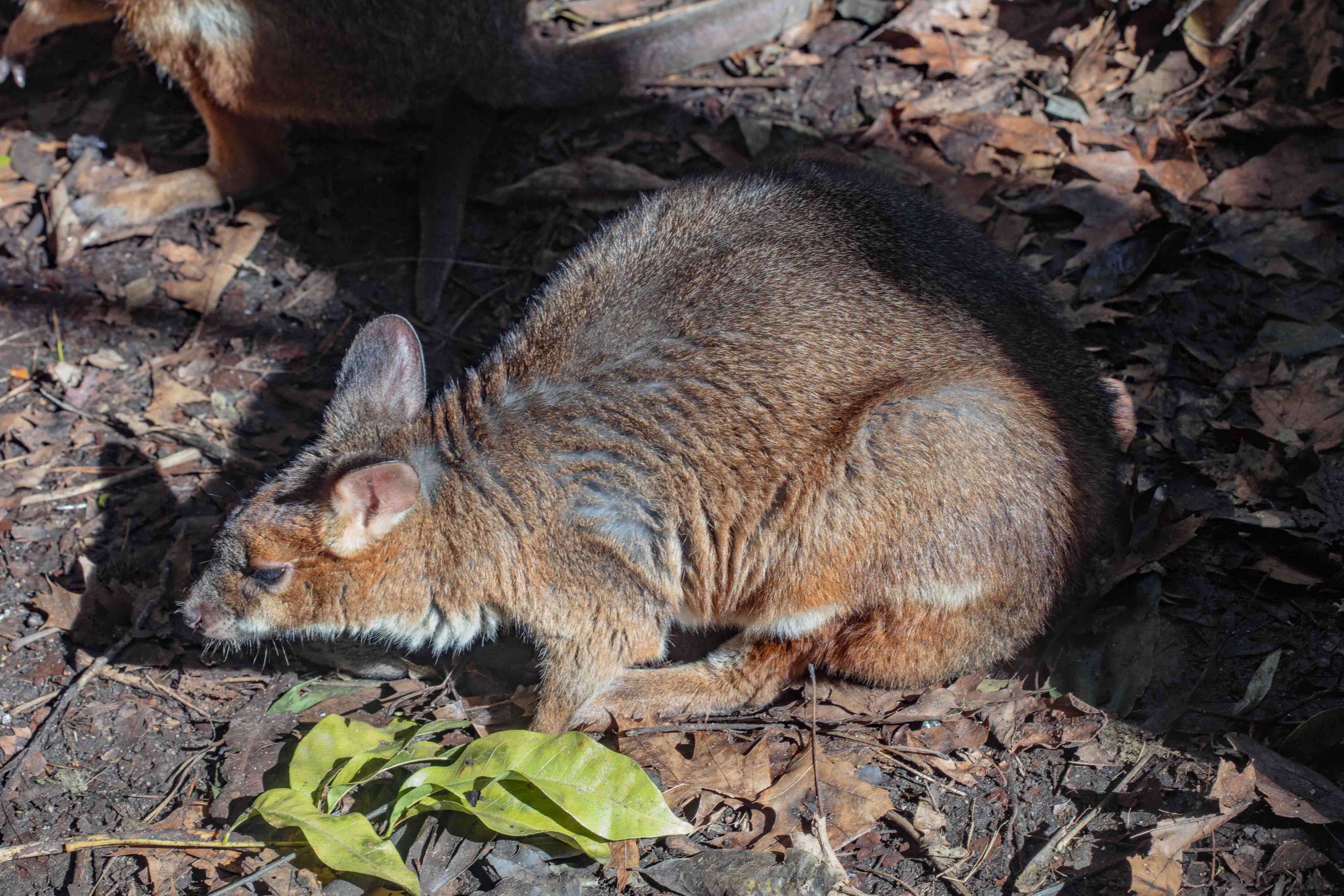 Red-legged Pademelon