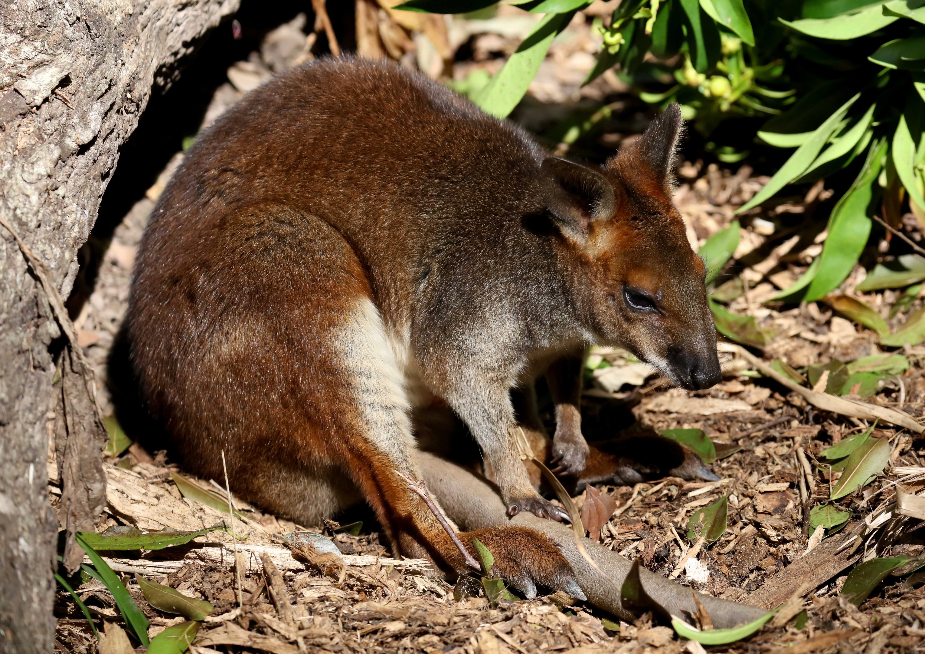 Red-legged Pademelon